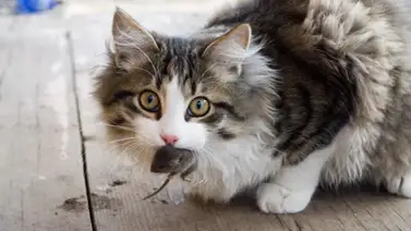 ¿Por qué los gatos traen ratones vivos a casa? ¿Por qué los gatos traen ratones vivos a casa?