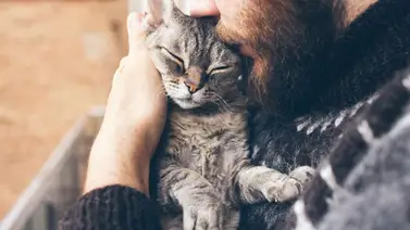 ¿Cómo saber si mi gato se va a morir? Señales de alarma ¿Cómo saber si mi gato se va a morir? Señales de alarma