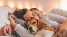 ¿Por qué mi perro prefiere dormir en mi cama que en la suya?