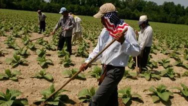 EEUU| Trabajadores agrícolas indocumentados recibirán ayuda federal de $600: ¿Cómo aplicar? EEUU| Trabajadores agrícolas indocumentados recibirán ayuda federal de $600: ¿Cómo aplicar?