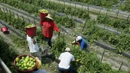 EEUU | Esto es lo que pagan en impuestos los indocumentados en Florida