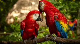 ¿Por qué los guacamayos mantienen una relación para toda la vida?