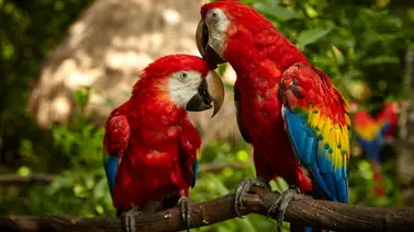¿Por qué los guacamayos mantienen una relación para toda la vida? ¿Por qué los guacamayos mantienen una relación para toda la vida?